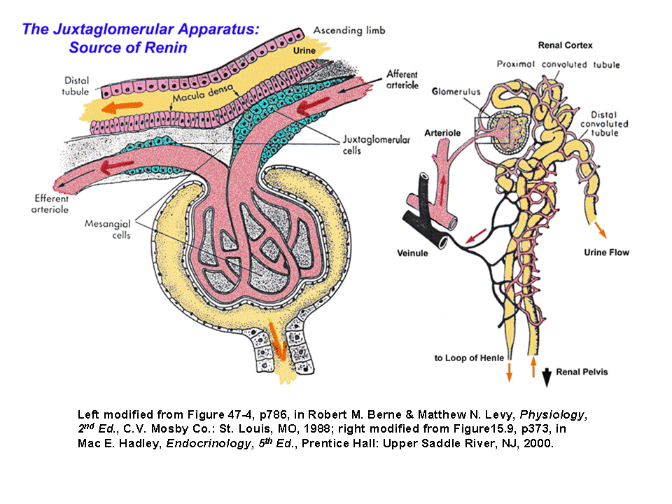 juxtaglomerular apparatus model