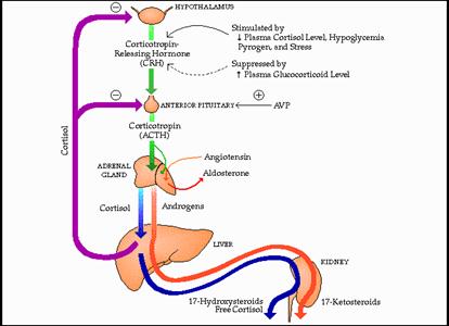 Acth stimulates the adrenal cortex to release corticosteroid hormones