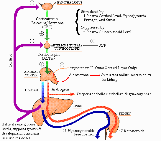 cortical hormone function