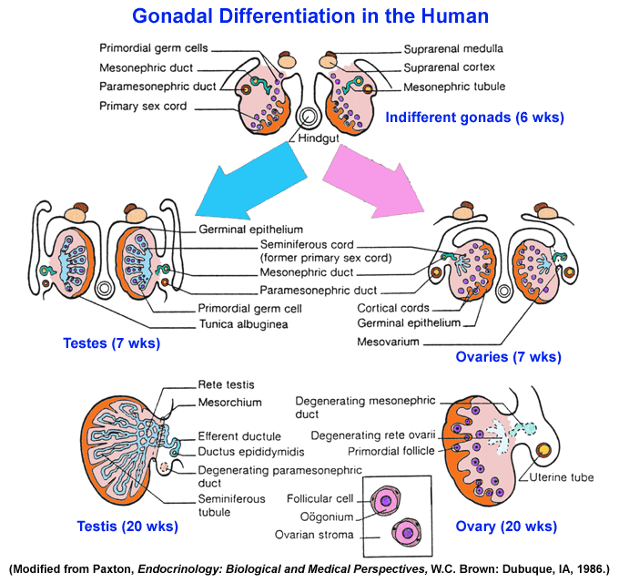 Fish Gonads