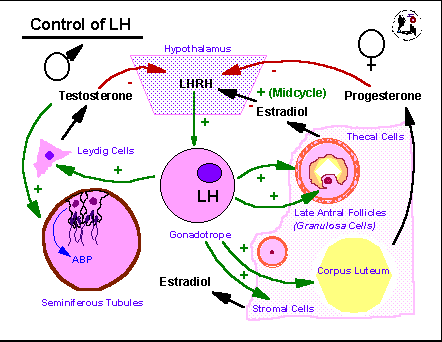 Steroid hormones are synthesized from