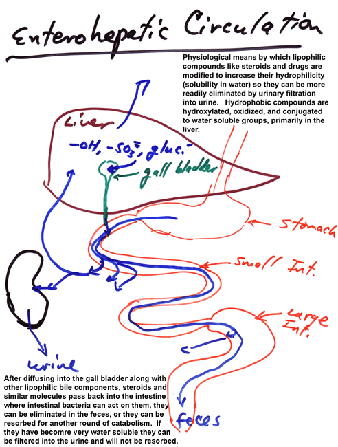 Enterohepatic Recycling