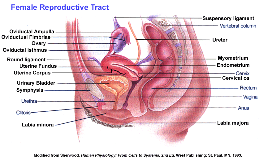 human anatomy diagram. In the diagram above the